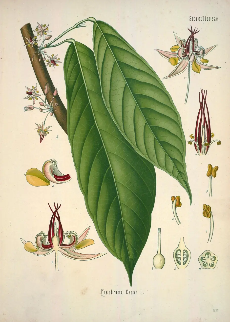 Botanical study of cacao · Köhler’s Medizinal-Pflanzen, 1890.